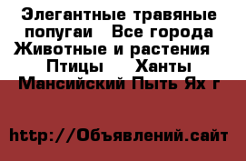 Элегантные травяные попугаи - Все города Животные и растения » Птицы   . Ханты-Мансийский,Пыть-Ях г.